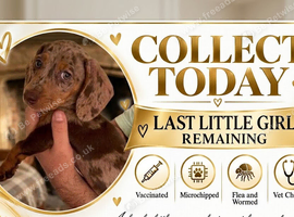 *+*+*+*+*+ KENNEL CLUB REGISTERED MINIATURE DACHSHUND *+*+*+*+*+