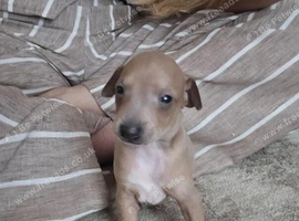 Italian Greyhound Pups