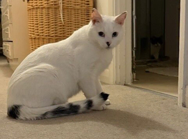 Active healthy white tom cat needs a family!