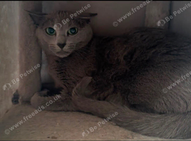 Russian blue female in need new home