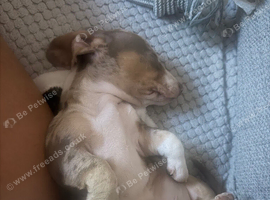 15 weeks dapple miniature dachshund