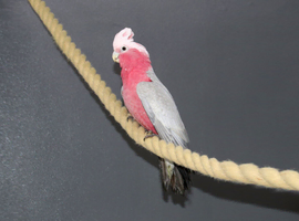 Galah Cockatoo Talking Parrot,13