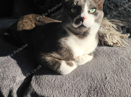 Grey male cat free to good home