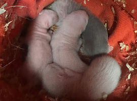 2 angora Jills