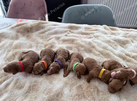 Cockapoo 7 Bitches available