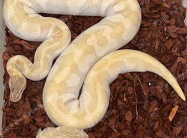 Super enchi mojave special