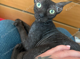 3/4 Sphynx little girl needs new home