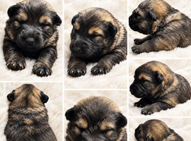 3 puppies left Czech shepherd