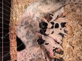 Bred for temperament and trainability