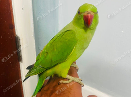 Baby Green Ringneck talking Parrot