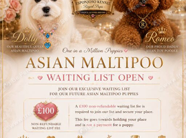 WAITING LIST ESPONJOSO Asian Maltipoo 4*Council Licensed