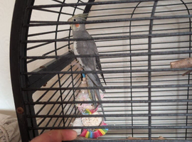 8 months old hand reared cockatiel
