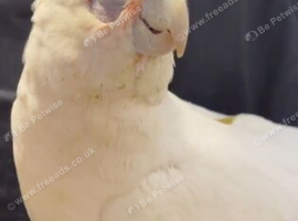 Handreard baby bare-eyed cockatoo for sale or px