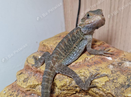 Bearded Dragons