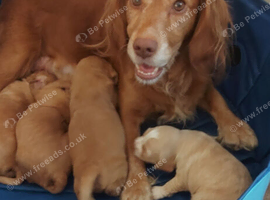 Puppies For Sale
