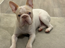 Male French bull