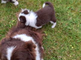 Red and White border collie puppies
