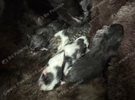 Kittens For Sale