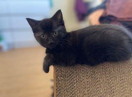 Kittens ready now