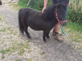 Reg. Miniature Shetland mare, 5yrs,