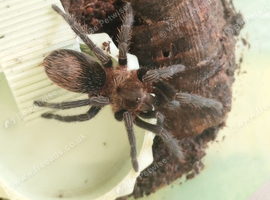 Peruvian green velvet spider for sale