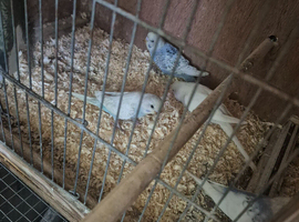Very cheap budgies