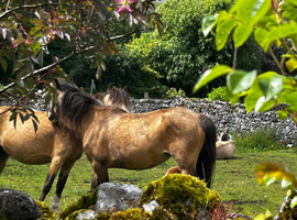 2 brood mare & 2 correct foals