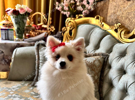 Pomeranian 9 months old girl