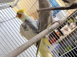 Pied Cockatiels Breeding Pair