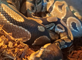 Bull python complete with viv set up