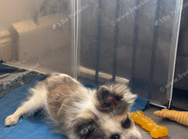 Pomchi pup male
