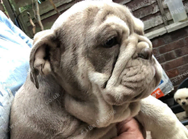 READY NOW 11 week old English Bulldogs last 2