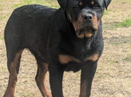 Rottweiler male from world class kennels