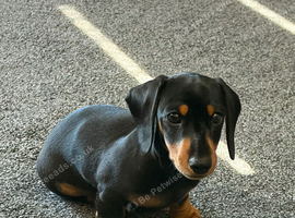 Miniature dachshund puppy