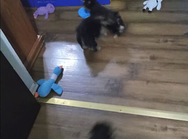 Yorkshire terrier litter