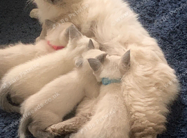 Beautiful Siamese ragdoll boys three months old ready now