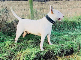 health tested english bull terrier stud