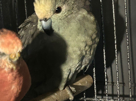 Kakariki