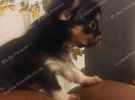 Beautiful long hair chihuahuas