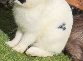4 Month Old Male Rabbit