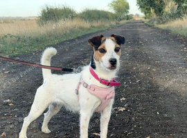 Beautiful Jack Russell Female