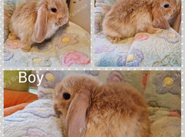 Mini lop kits available to reserve
