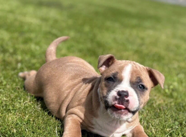 Adorable very rare blue fawn female staff pups