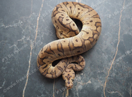 Hgw clown male