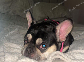 Darla the frenchie ️
