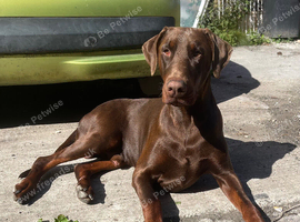 Rocco the Doberman for stud