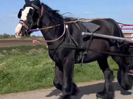 Stunning cob gelding