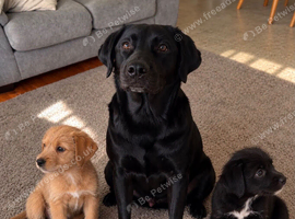 Labrador x border terrier