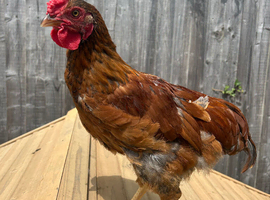 12 week old cock we think?