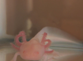 Baby albino axolotl